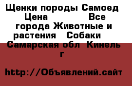 Щенки породы Самоед › Цена ­ 20 000 - Все города Животные и растения » Собаки   . Самарская обл.,Кинель г.